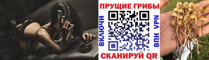 Купить где  Макаров  Галлюциногенные грибы Psilocybe 